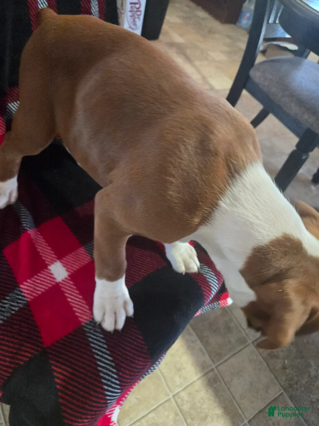 Boxer dogs for sale: Hank - Ad 6