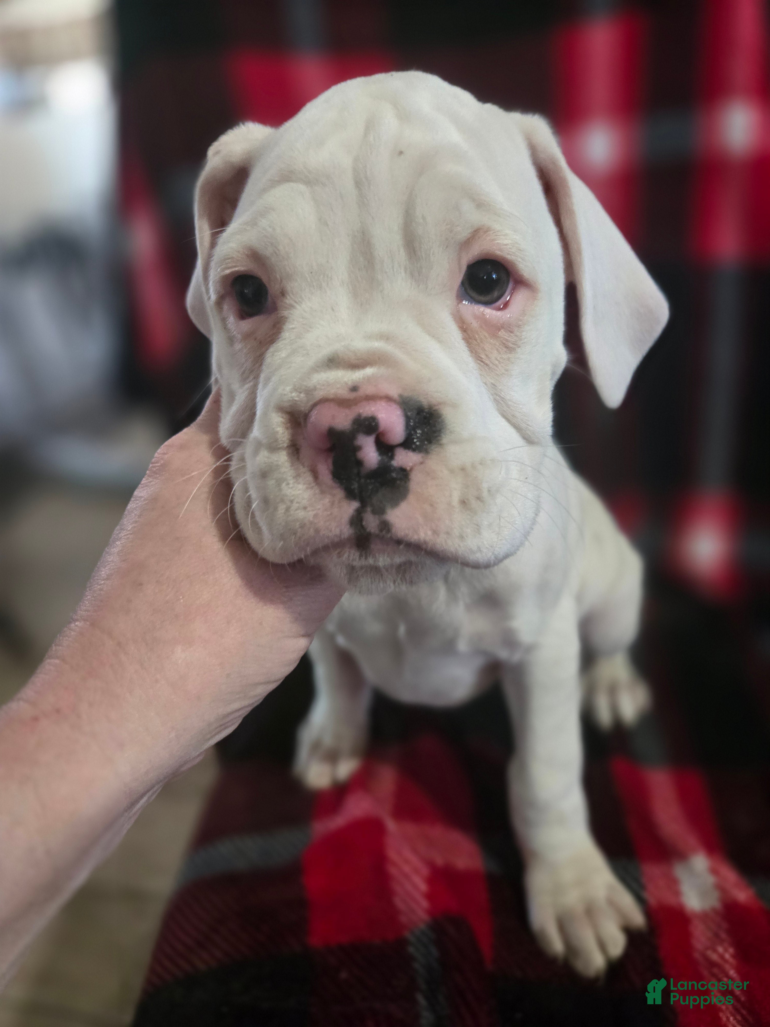 Boxer dogs Sam - Ad 36