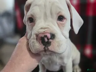 Boxer dogs Sam - Ad 36