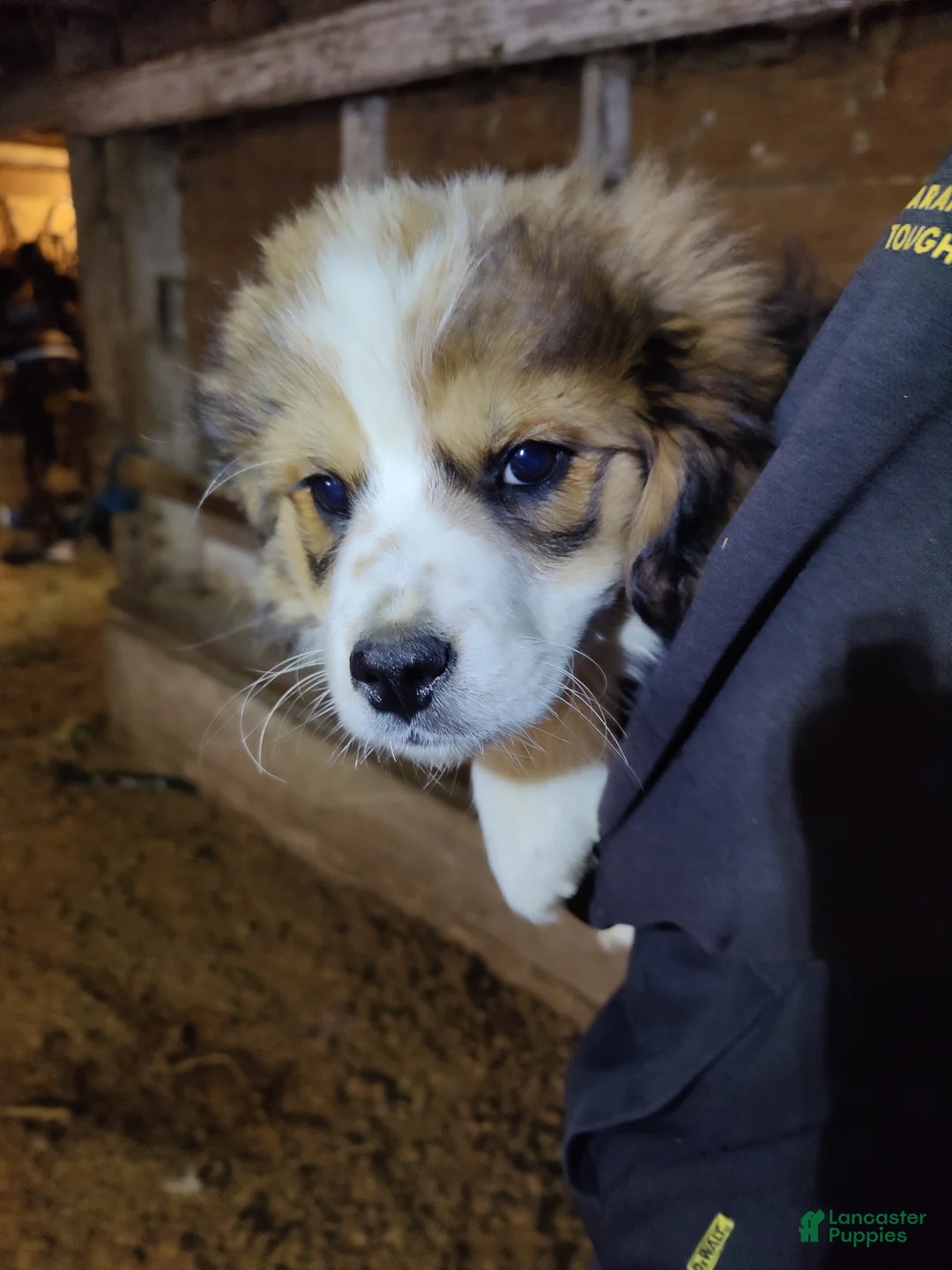 Mixed Breed dogs for sale: Tinsel - Ad 2