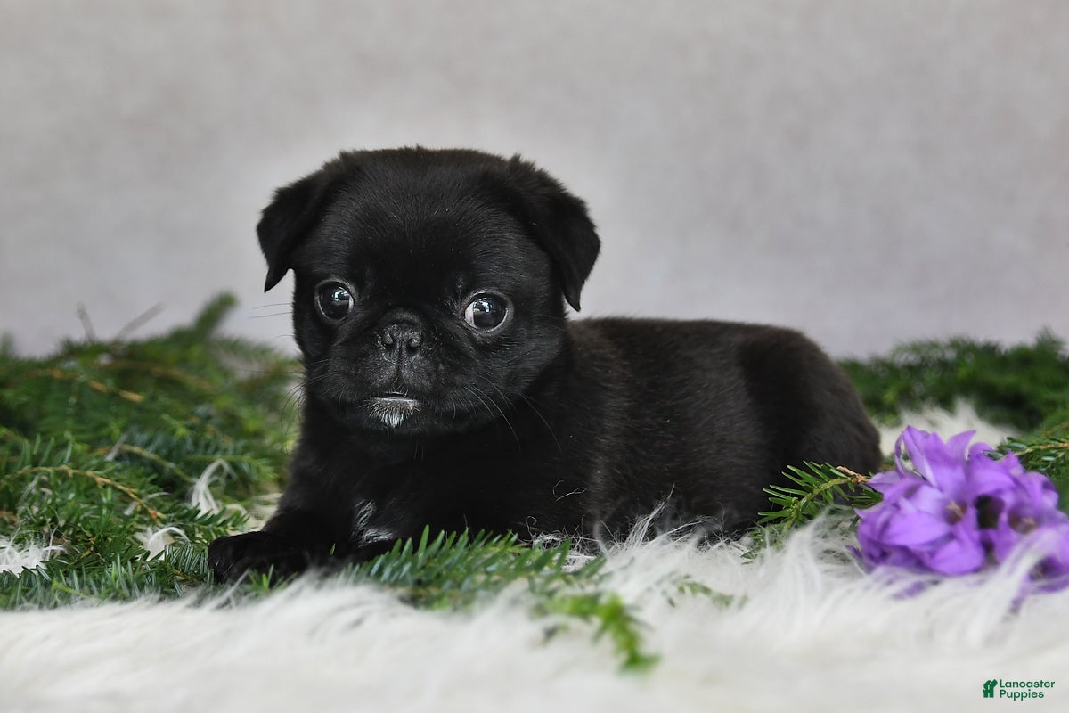 Pug dogs Jodi - Ad 2