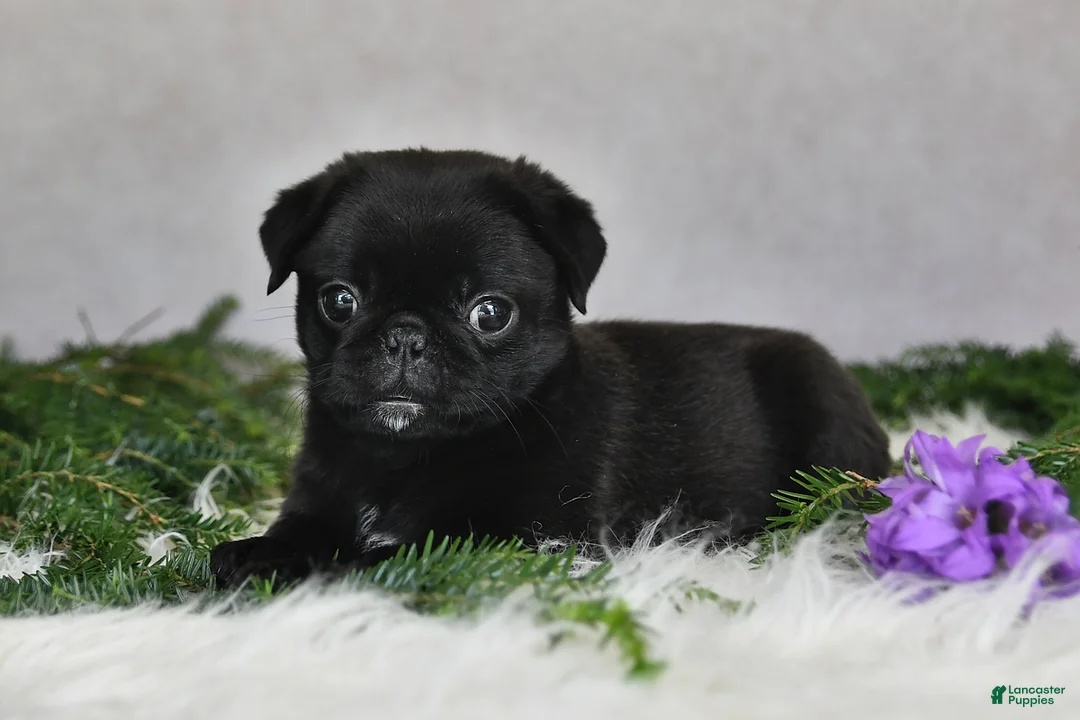 Pug dogs for sale: Jodi - Ad 2