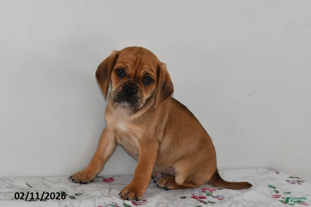 Puggle dogs for sale: Calvin - Ad 3