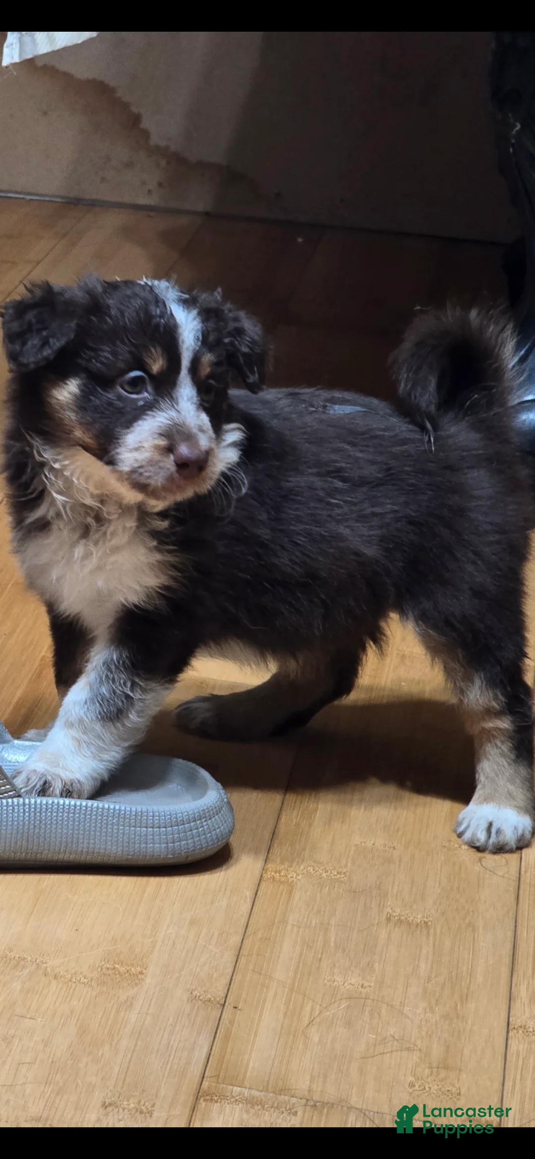 Miniature Australian Shepherd dogs for sale: Miniature Australian Shepherd 2 - Ad 2