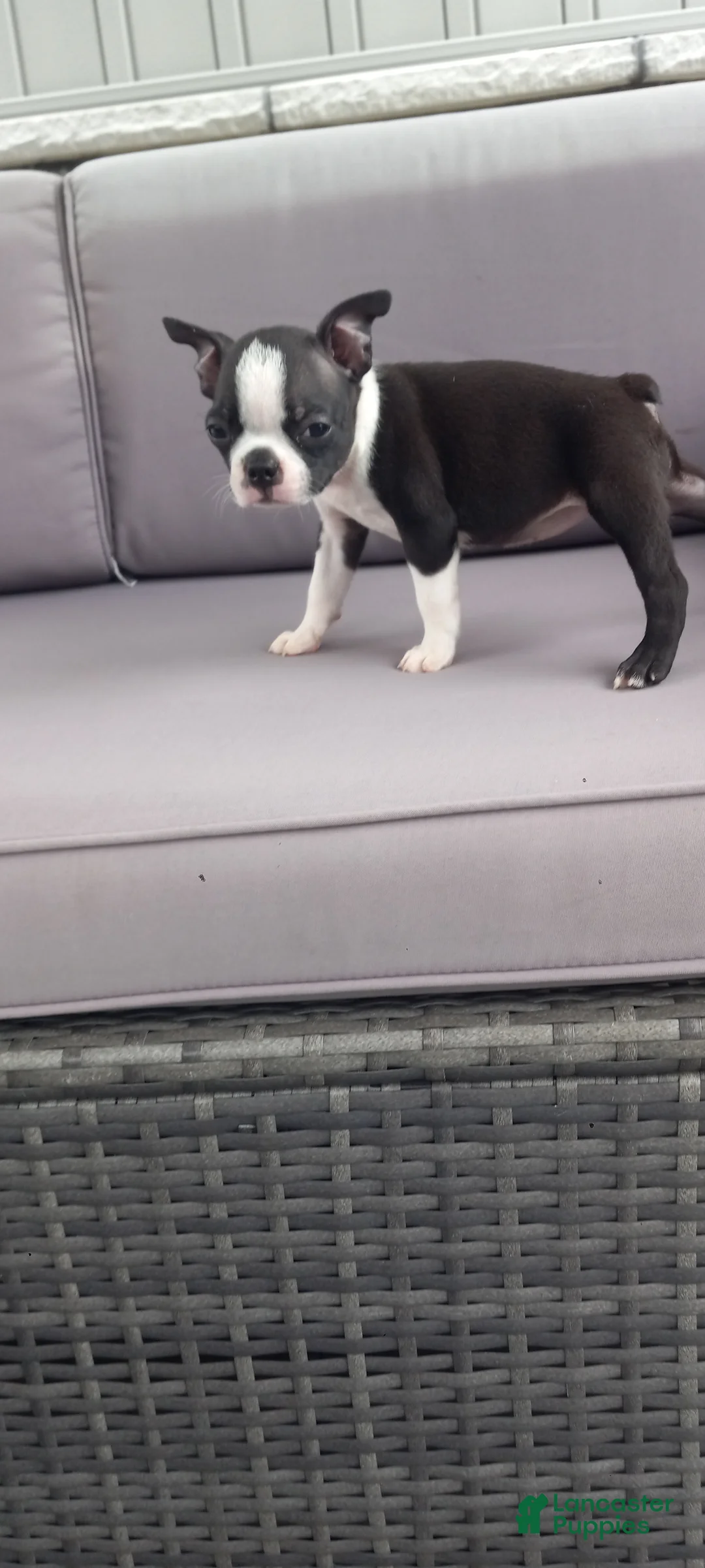 Boston Terrier dogs for sale: Alivia - Ad 2