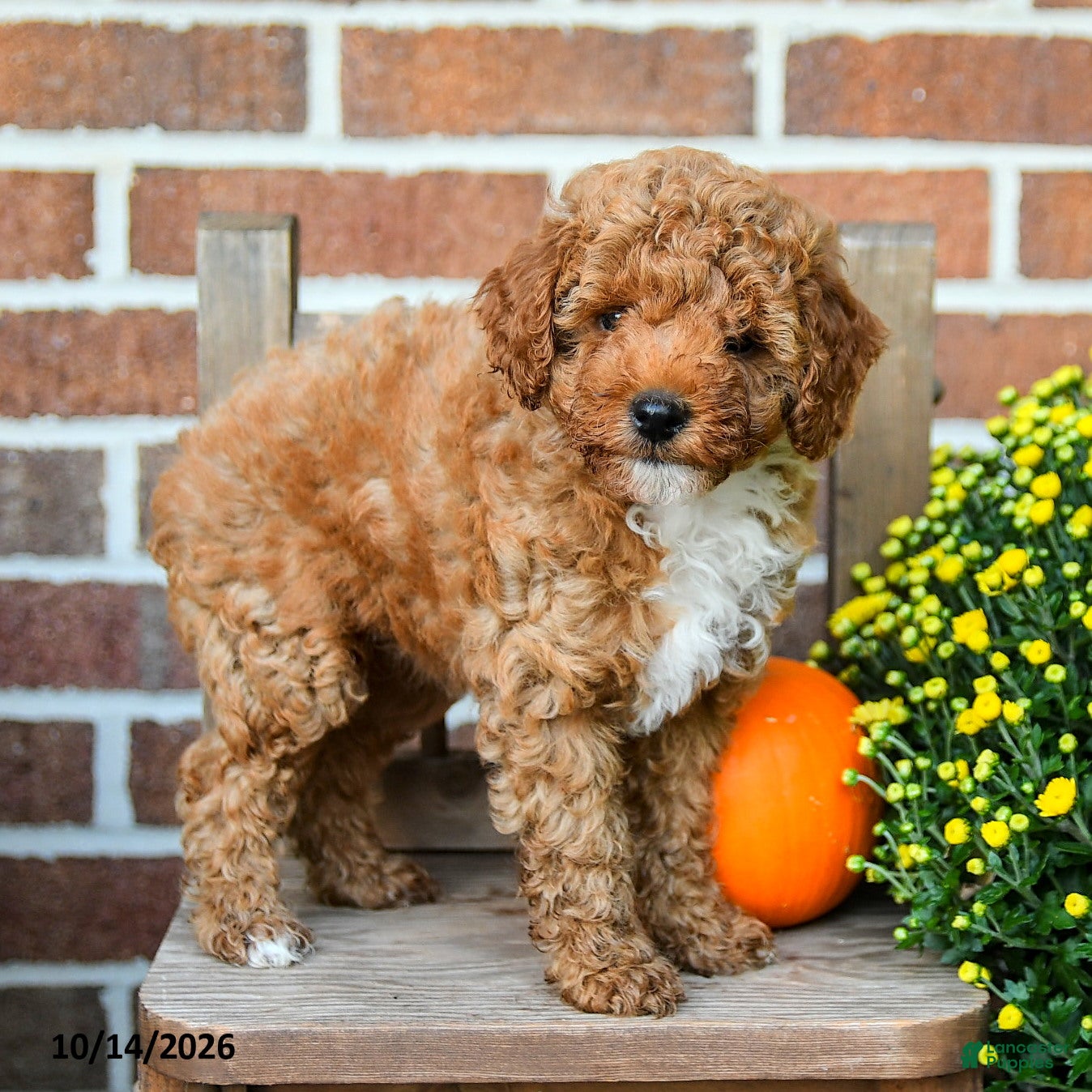 Miniature Poodle dogs Flora    - Ad 2