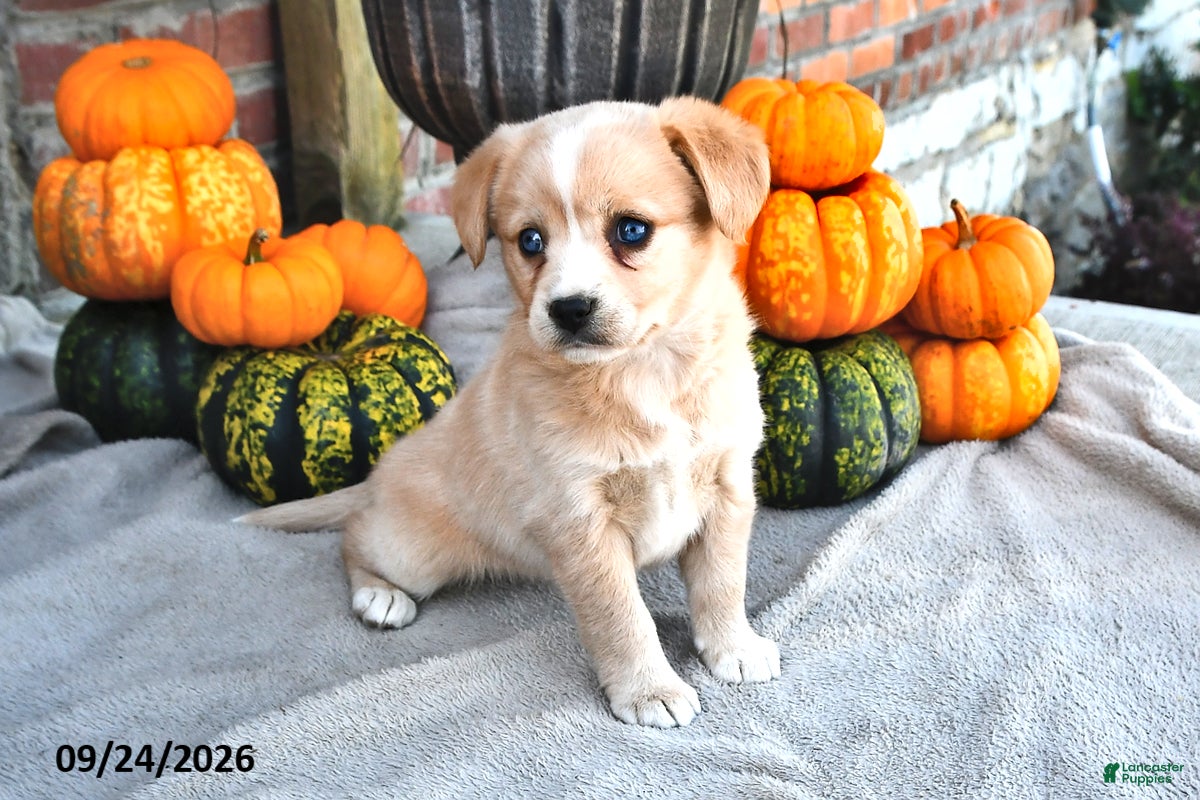 Mixed Breed dogs Sage - Ad 2
