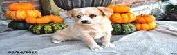 Mixed Breed dogs for sale: Sage - Ad 2