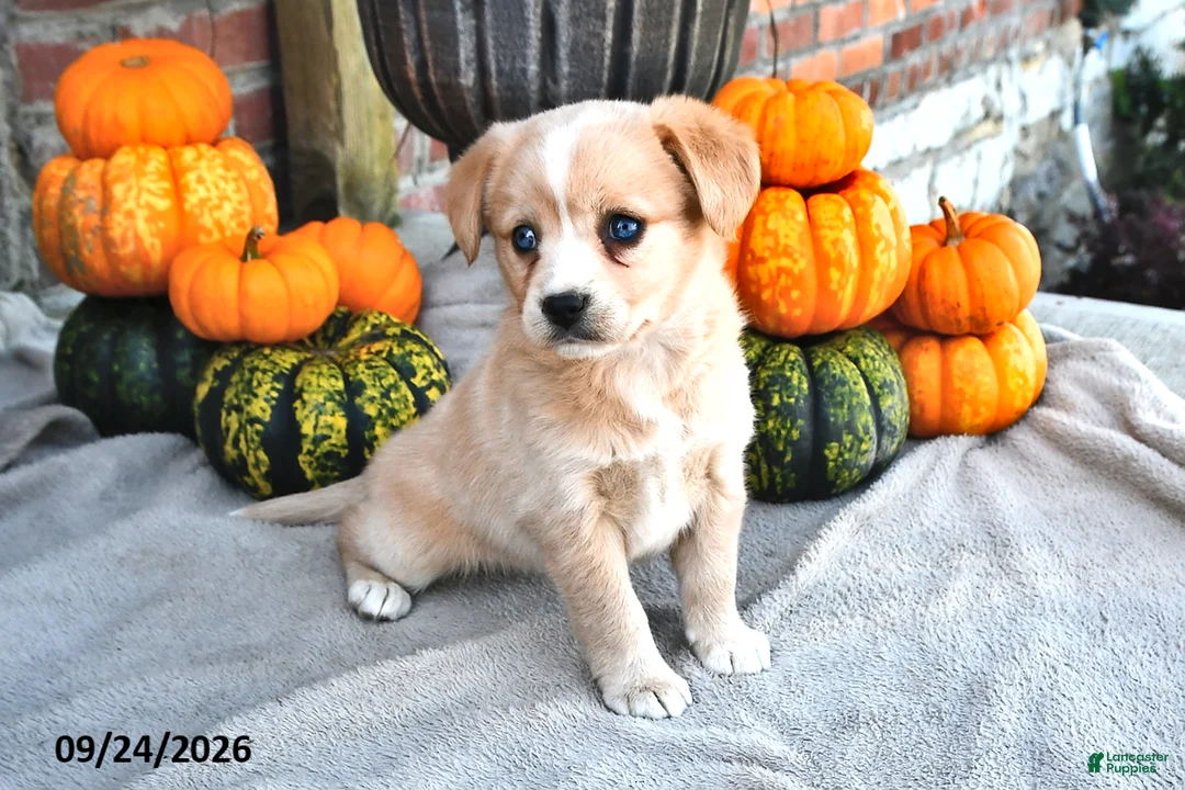 Mixed Breed dogs for sale: Sage - Ad 2