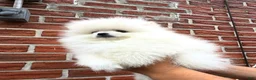Pomeranian dogs for sale: Teacup Pomeranian korean bloodline 1 - Ad 2
