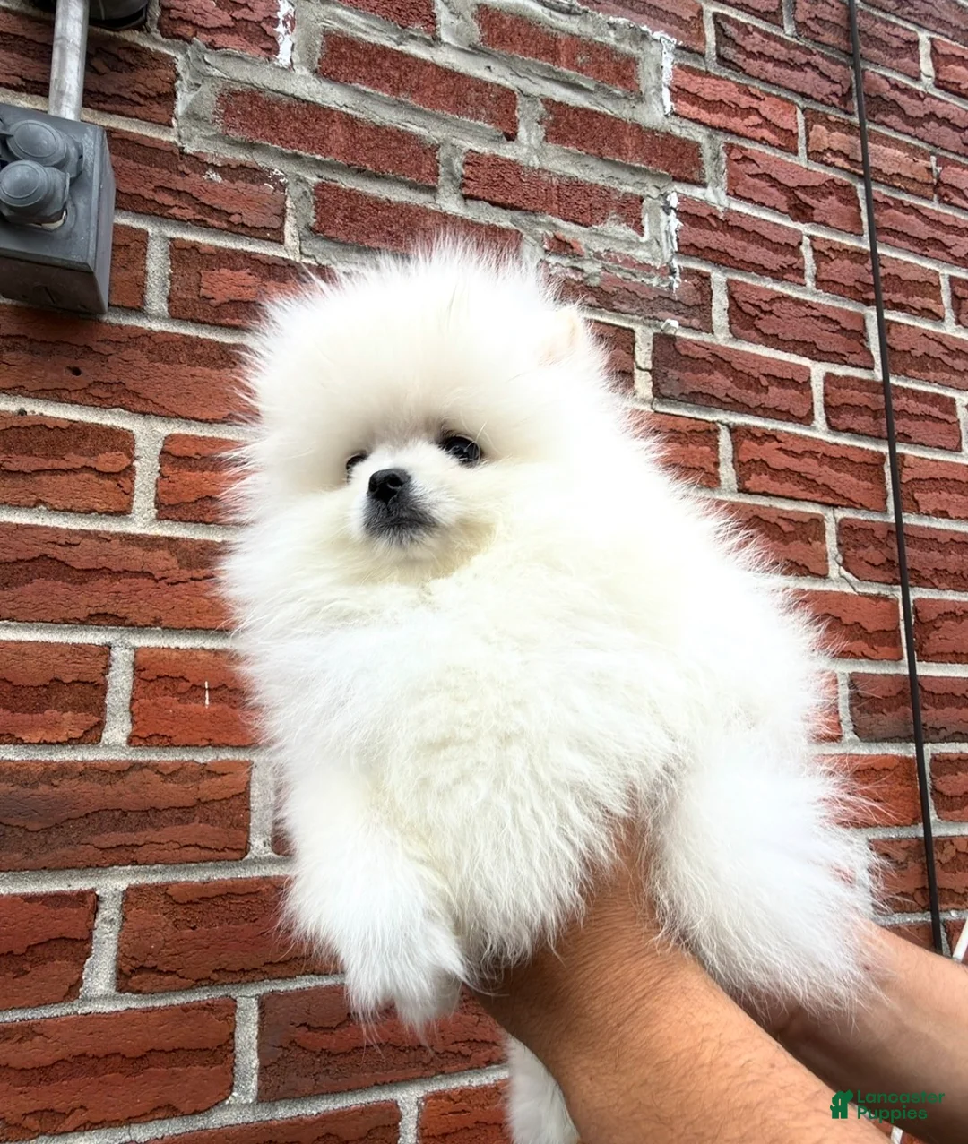 Pomeranian dogs for sale: Teacup Pomeranian korean bloodline 1 - Ad 2