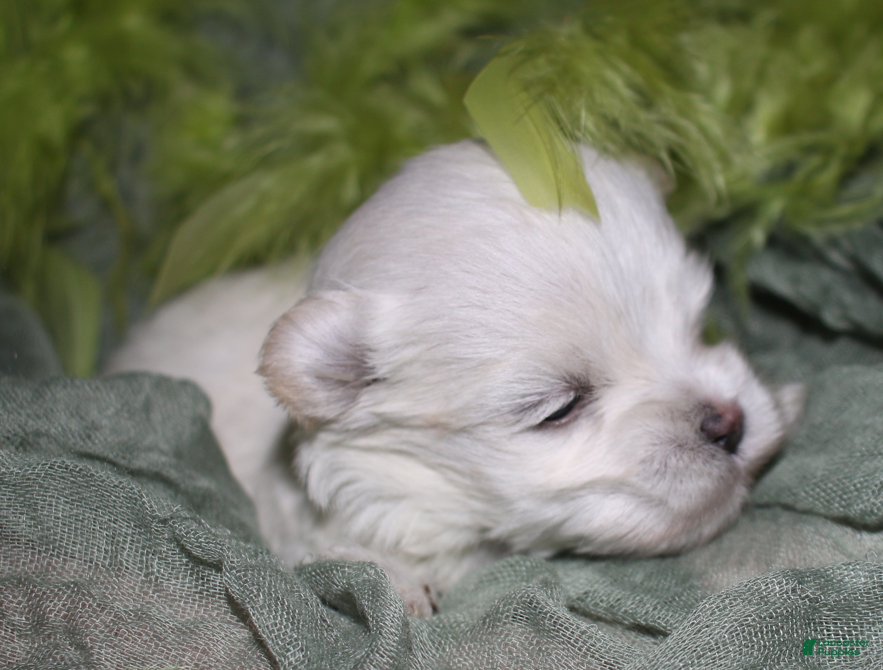 Maltese dogs for sale: Noah - Ad 4