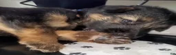 German Shepherd dogs for sale: Brownie - Ad 6