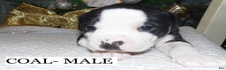 American Pit Bull Terrier dogs for sale: COAL - Ad 4