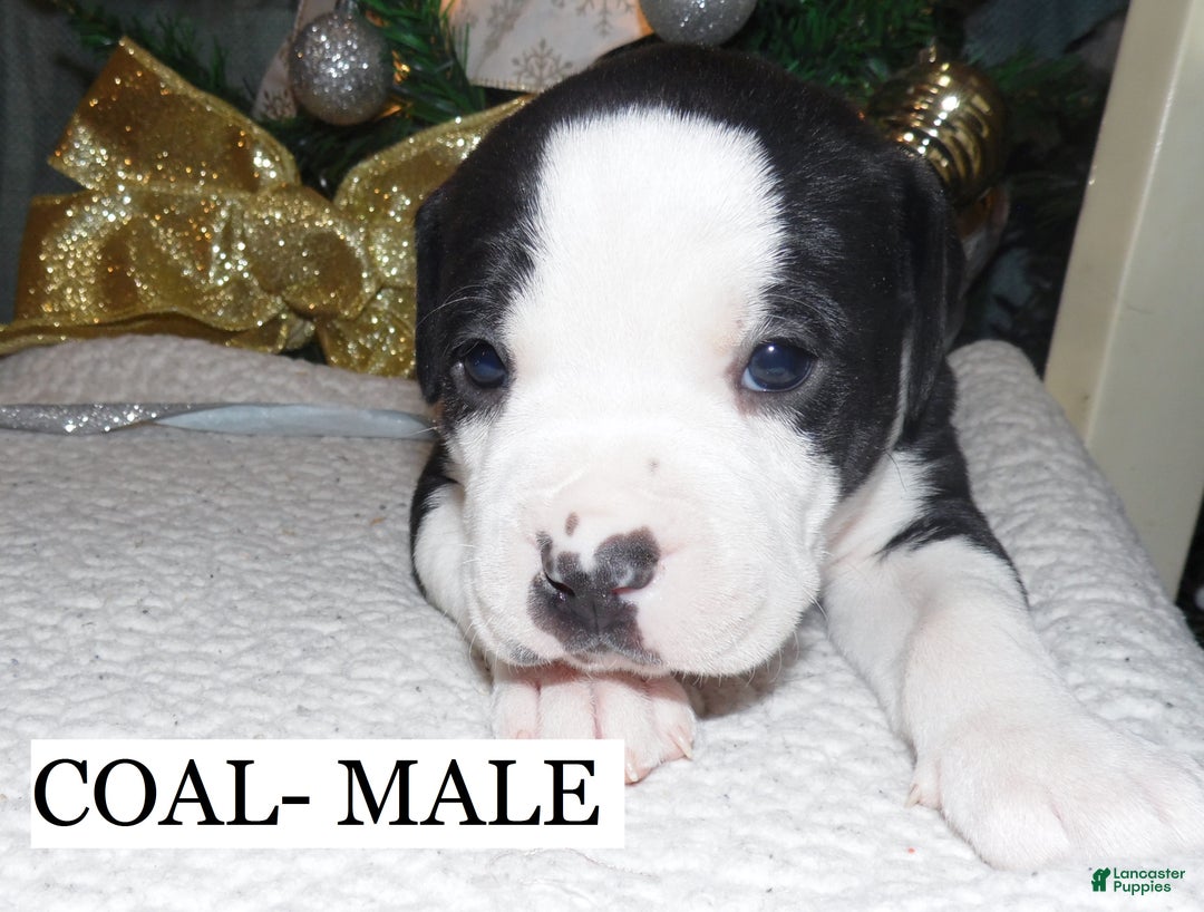 American Pit Bull Terrier dogs for sale: COAL - Ad 4