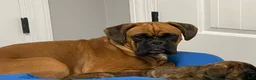 Boxer dogs for sale: Brisket - Ad 3