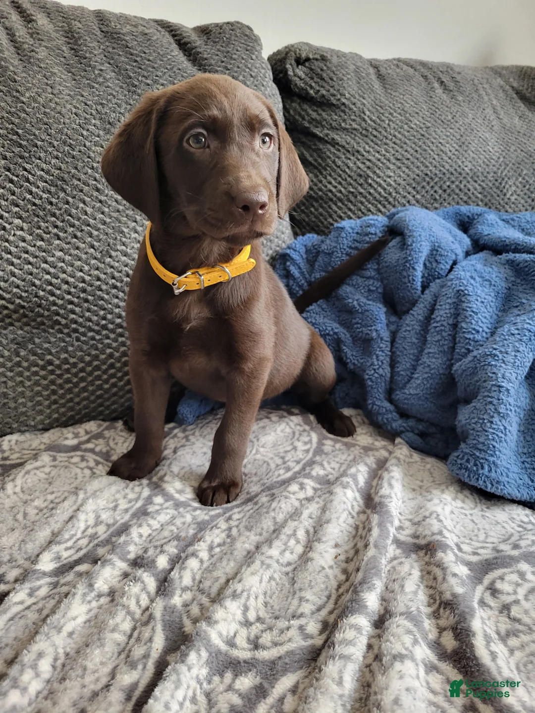 Labrador Retriever dogs for sale: Labrador Retriever Puppy 8 - Ad 1