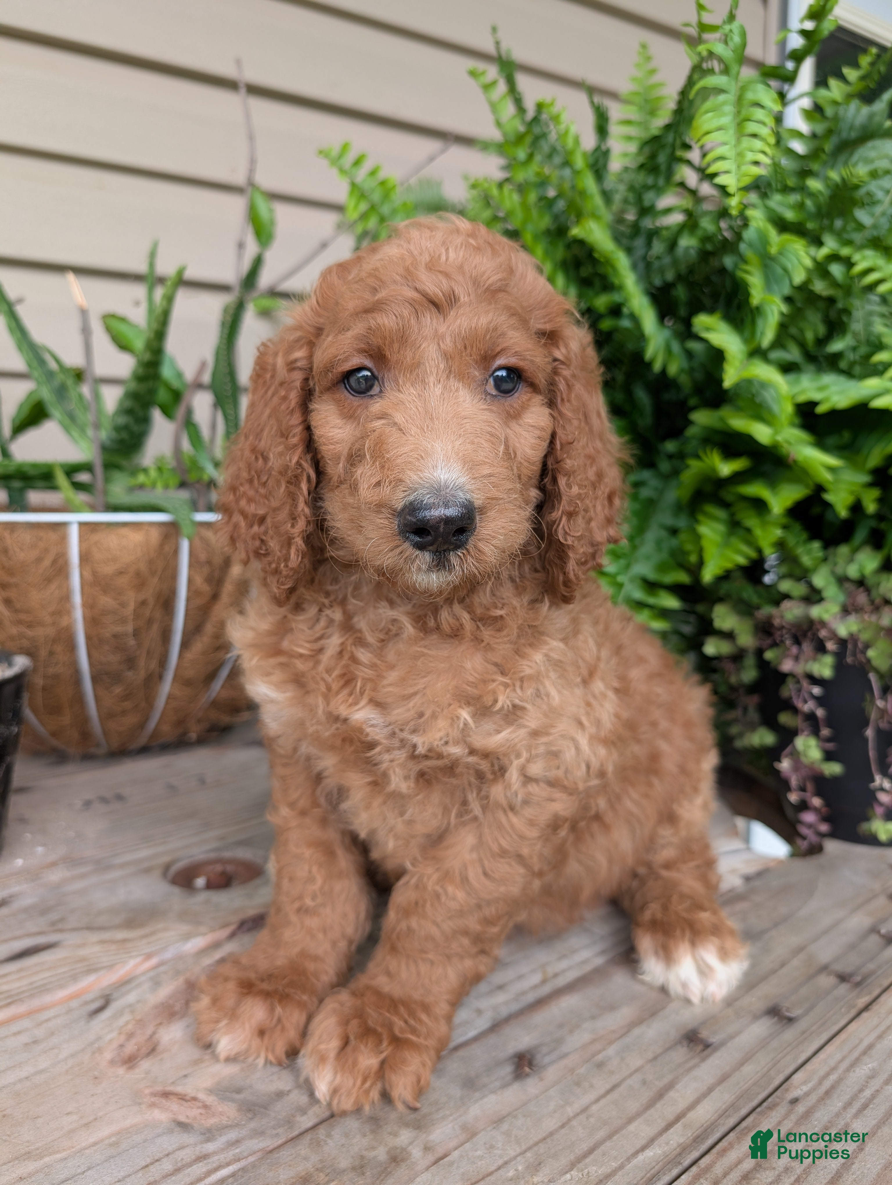 Goldendoodle dogs Rusty  - Ad 1