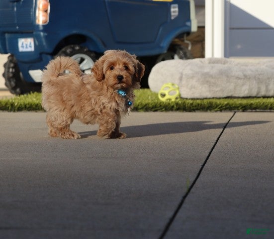Havapoo dogs Phoenix 💙 Crate Trained  - Ad 2