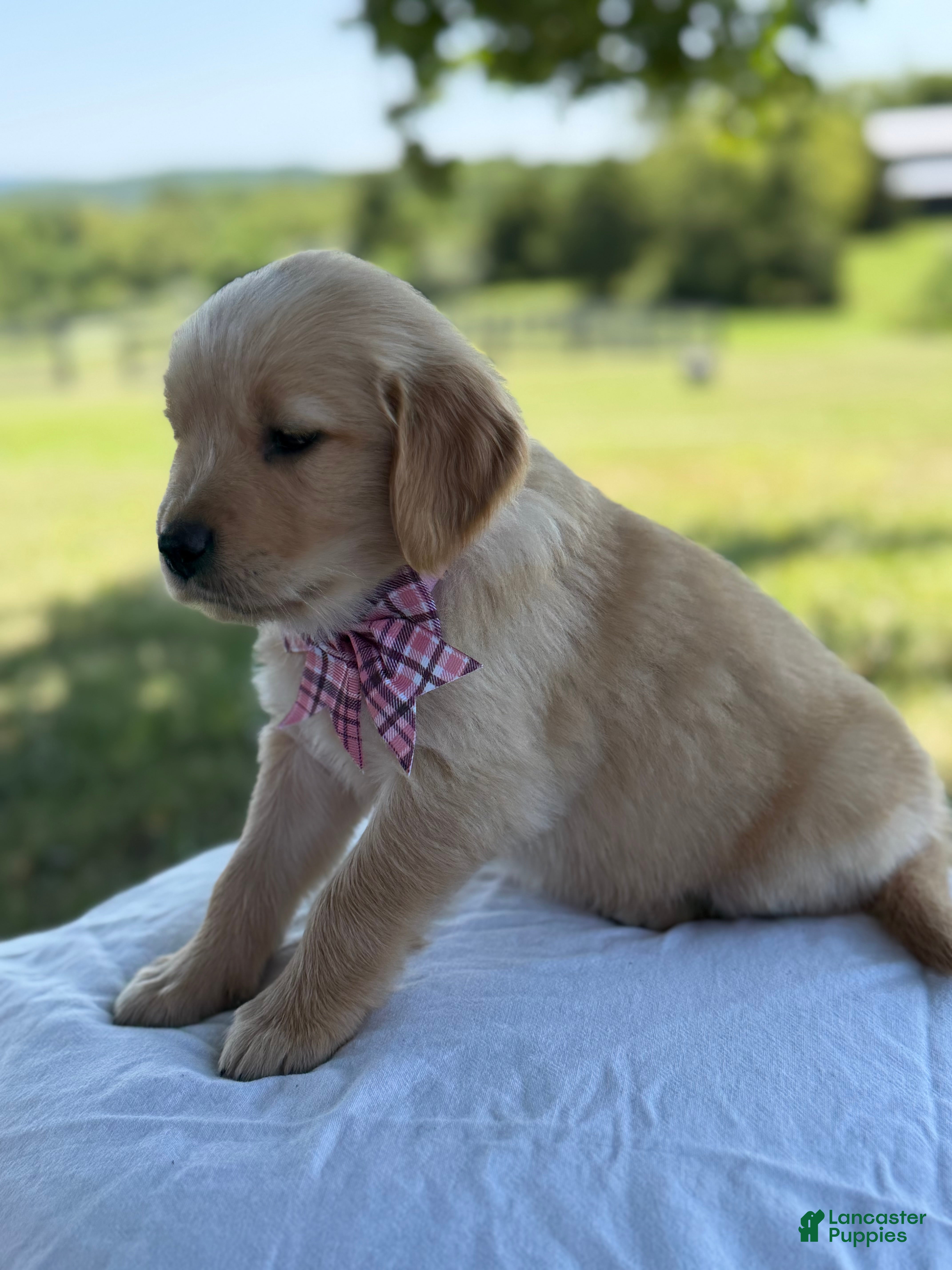 Golden Retriever dogs Vegas - Ad 2