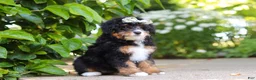 Mini Bernedoodle dogs for sale: Ellie - Ad 8