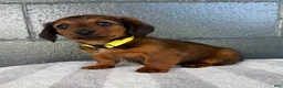 Miniature Dachshund dogs for sale: Colt - Ad 4