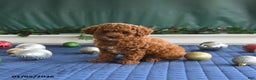 Toy Poodle dogs for sale: Penny - Ad 2