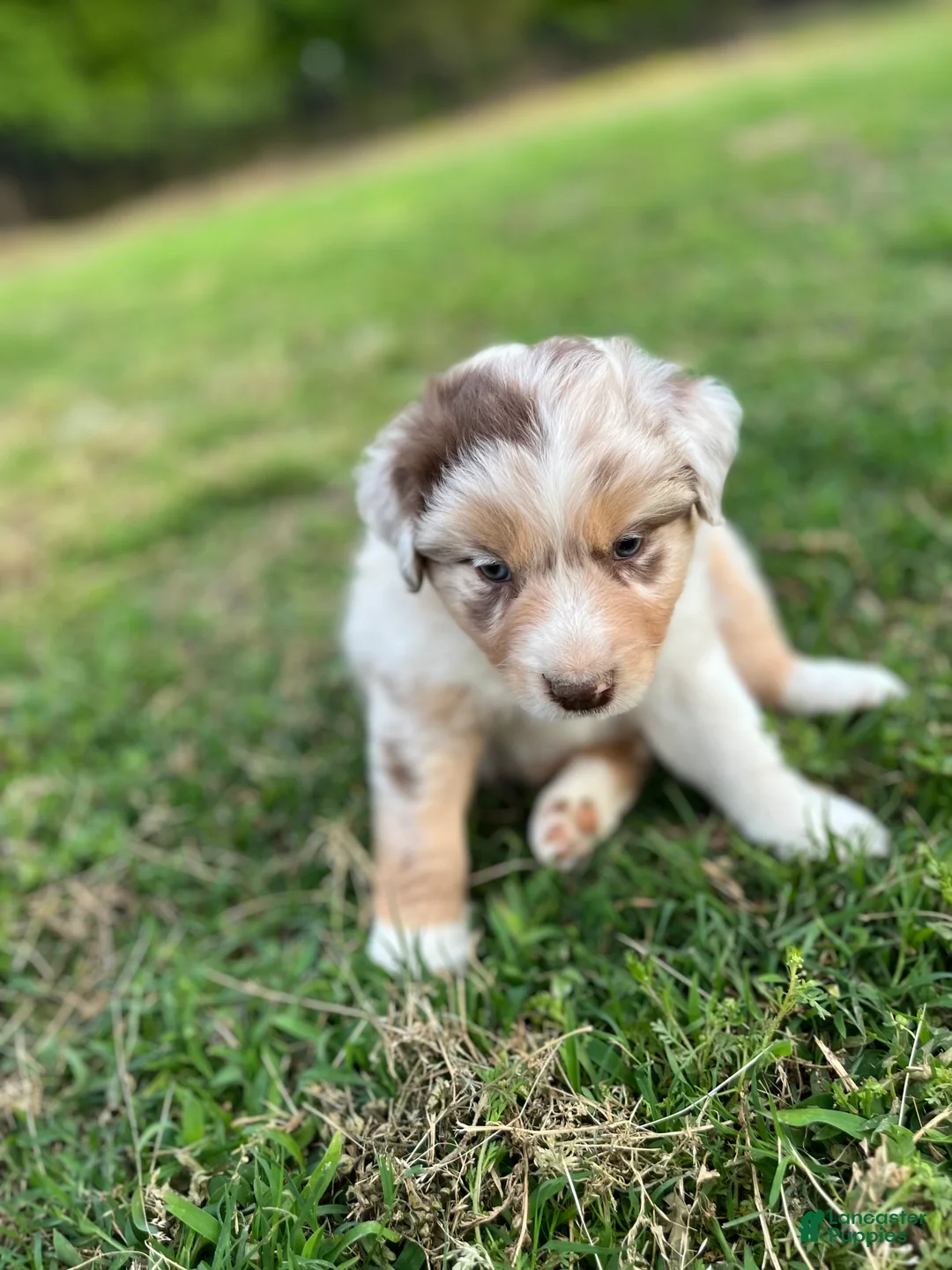 Australian Shepherd dogs for sale: Lighting - Ad 2