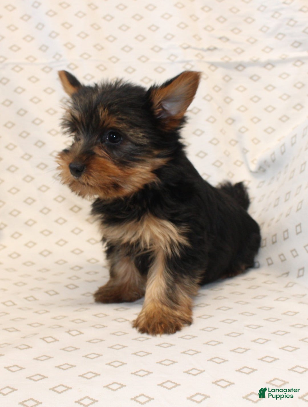 Yorkshire Terrier dogs for sale: Diamond - Ad 4