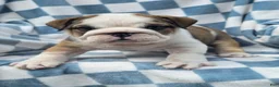 English Bulldog dogs for sale: Marshall - Ad 8