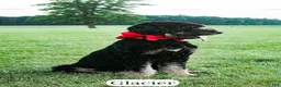 Bernedoodle dogs for sale: Glacier - Ad 11