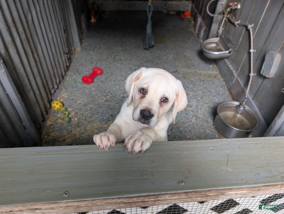 Gallery Image {{count}}