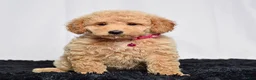 Mini Goldendoodle dogs for sale: Ms. Mia - Ad 1