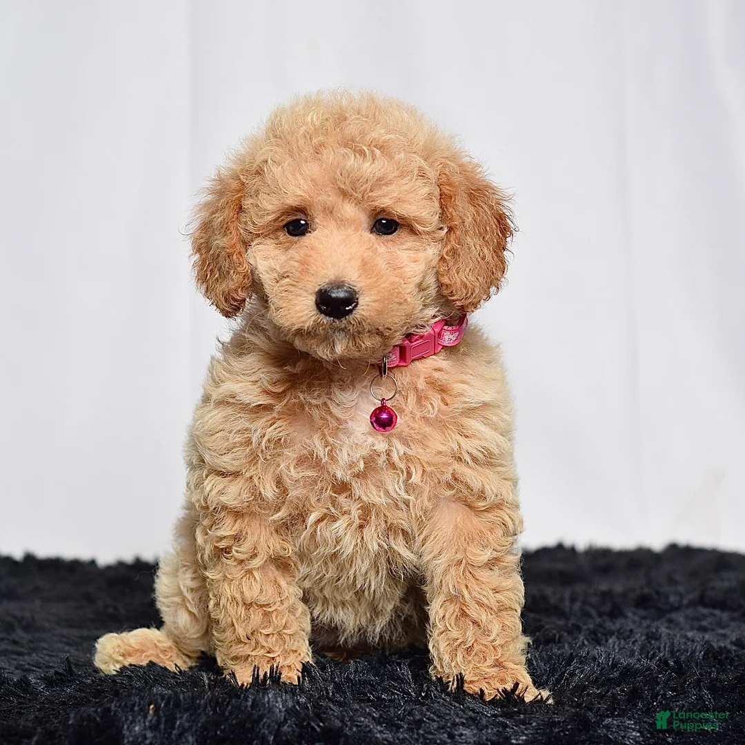 Mini Goldendoodle dogs for sale: Ms. Mia - Ad 1