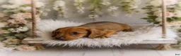 Miniature Dachshund dogs for sale: Javier   2.2lbs on 6/30 - Ad 3