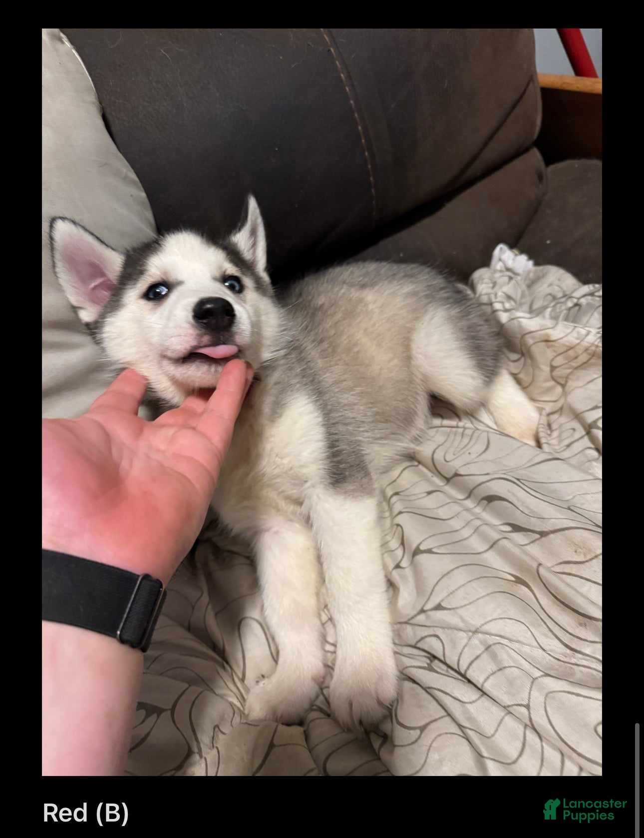 Red (Siberian Husky, Male) in Middletown, OH