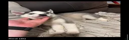 Siberian Husky dogs for sale: Red - Ad 1