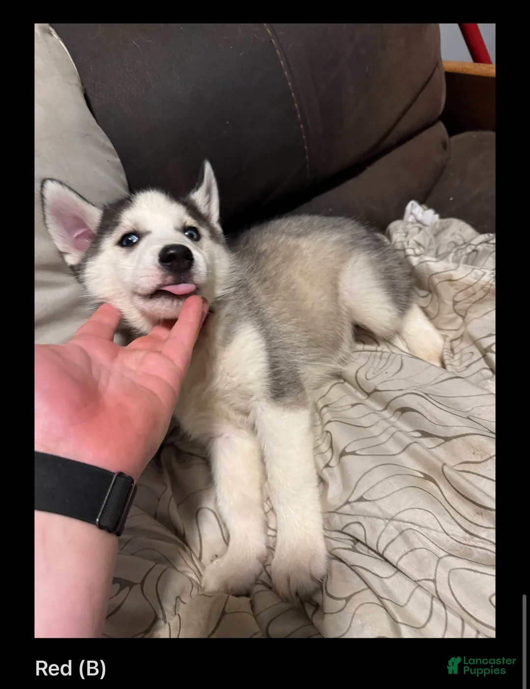 Siberian Husky dogs for sale: Red - Ad 1
