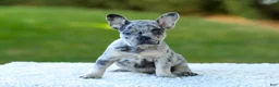 French Bulldog dogs for sale: Cupcake - Blue Merle - Ad 5