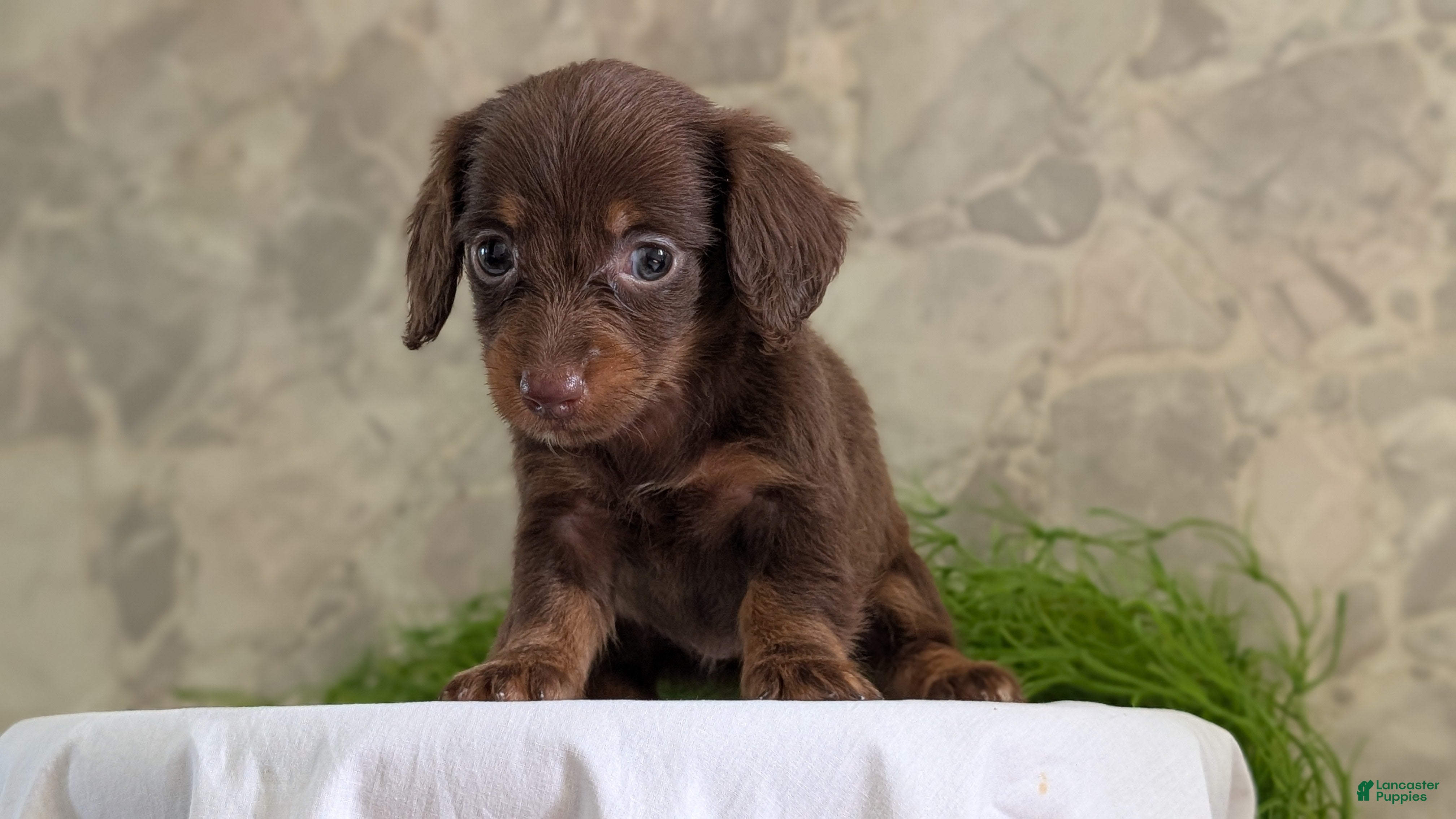 Miniature Dachshund dogs Lyla - Ad 2