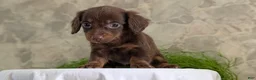 Miniature Dachshund dogs for sale: Lyla - Ad 2