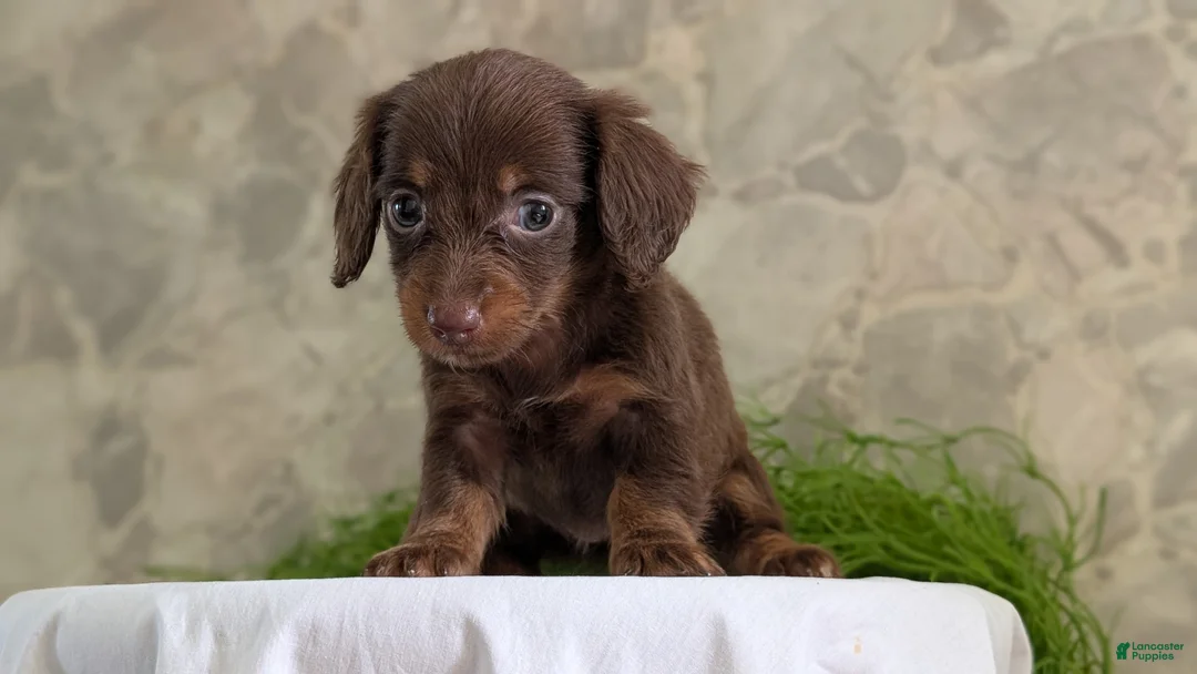 Miniature Dachshund dogs for sale: Lyla - Ad 2