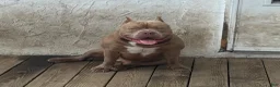 American Bully dogs for sale: Beans  - Ad 3