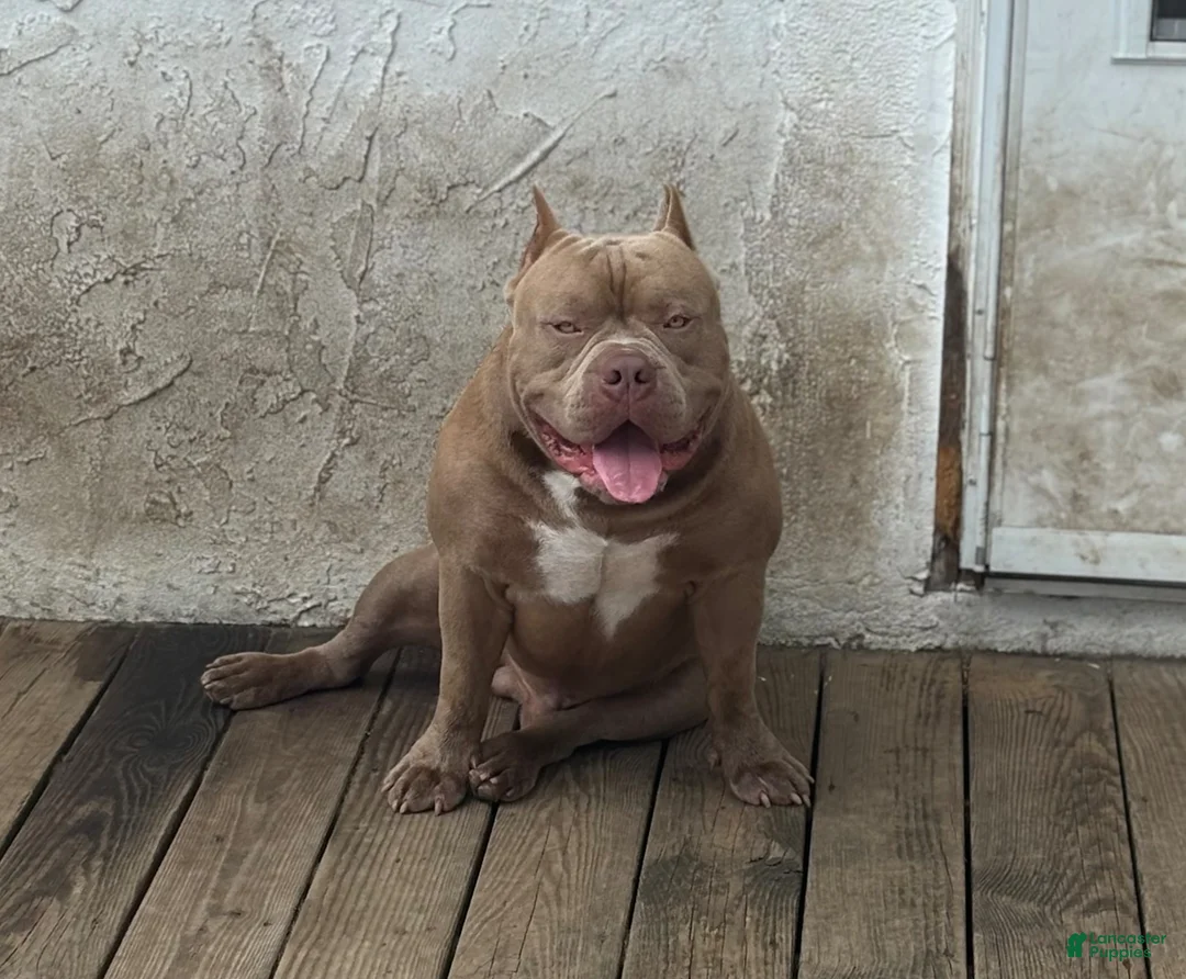 American Bully dogs for sale: Beans  - Ad 3