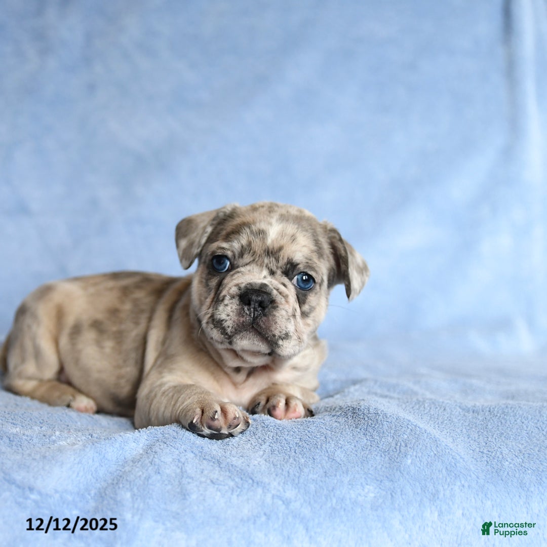 French Bulldog dogs for sale: Yoyo - Ad 2