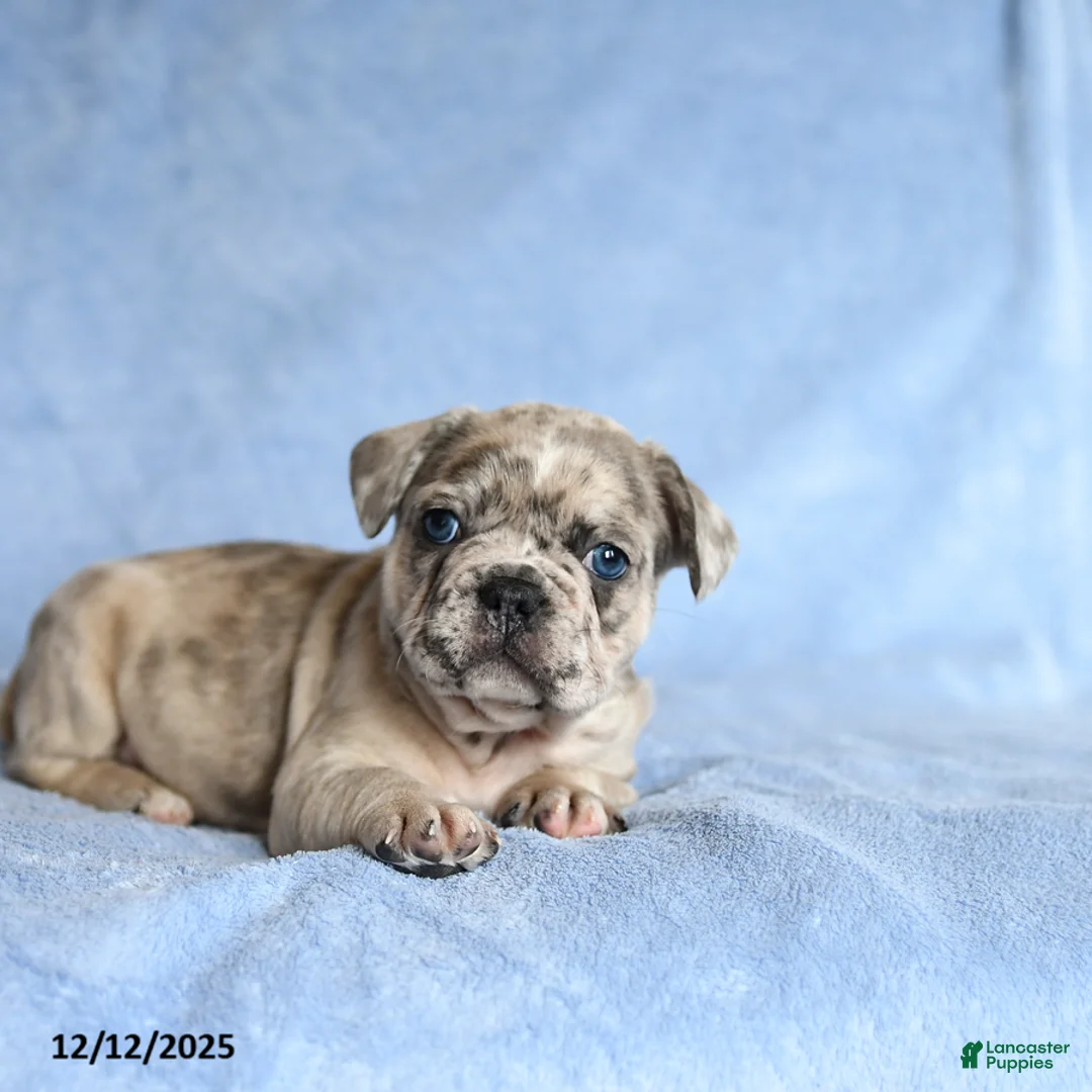 French Bulldog dogs for sale: Yoyo - Ad 2