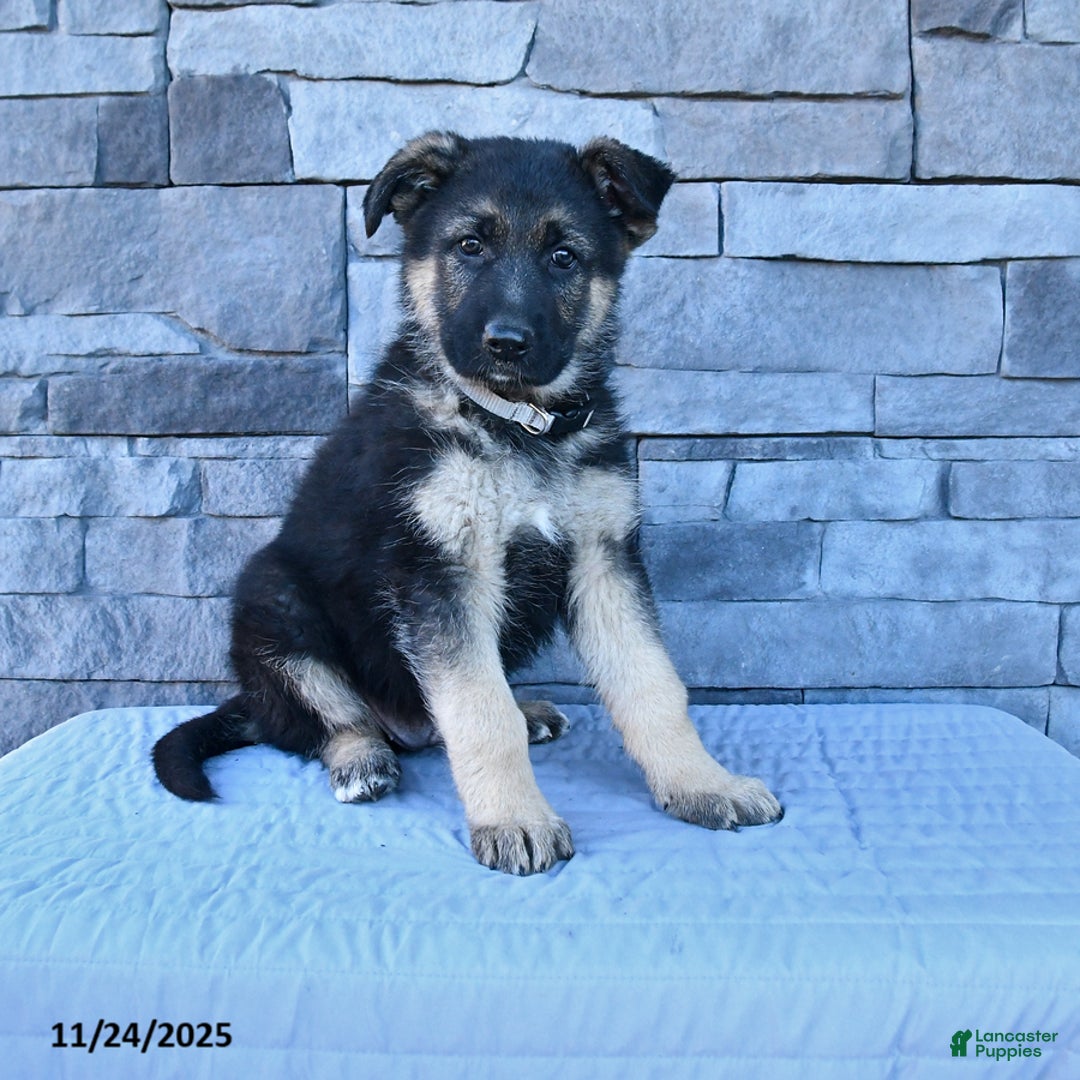German Shepherd dogs for sale: Hunter - Ad 2