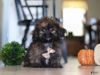 Shihpoo dogs Jona - Ad 23