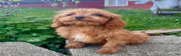 Cavapoo dogs for sale: Ernie - Ad 4