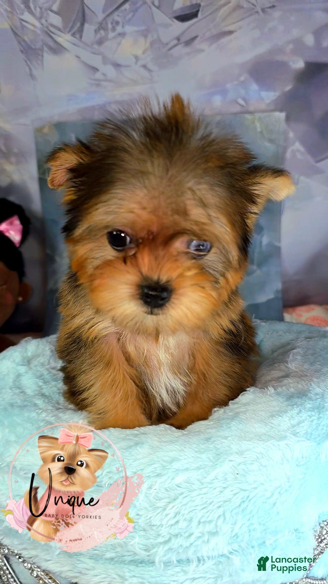 Yorkshire Terrier dogs for sale: Yorkshire Terrier Puppy 1 - Ad 1